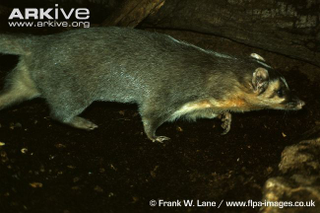 Illustration for article titled Monday Mustelid - Melogale moschata Edition